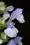 Heartleaf skullcap